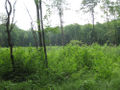 009a Henry Kline farm site, cleared land overgrown.jpg