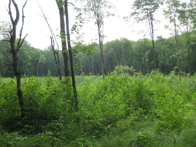 File:009a Henry Kline farm site, cleared land overgrown.jpg