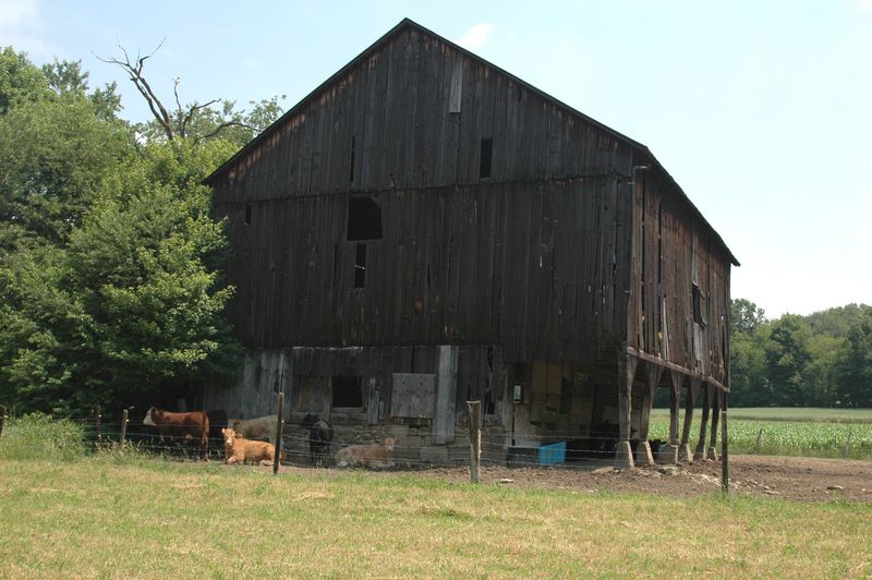 File:WIM 23 Wimer barn & cows 2.jpg