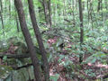 015A Henry Kline farm site, stone wall.jpg