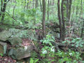 013A Henry Kline farm site, stone wall.jpg