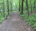 003A Henry Kline farm site lane.jpg