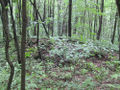 021A Henry Kline farm site, rock pile.jpg